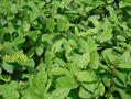 Polygonum chinense